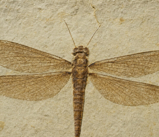 Fossil Scans Push Insect Flight Origins Back 80 Million Years
