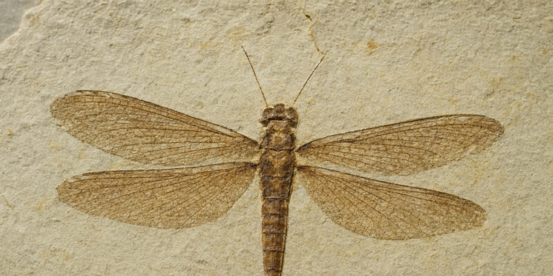 Fossil Scans Push Insect Flight Origins Back 80 Million Years