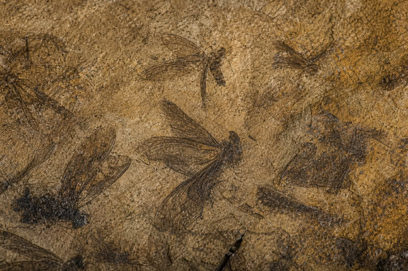 Fossil Scans Push Insect Flight Origins Back 80 Million Years
