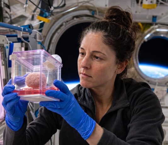 Space-Grown Glioblastoma Organoids Behave Differently — and Why It Matters