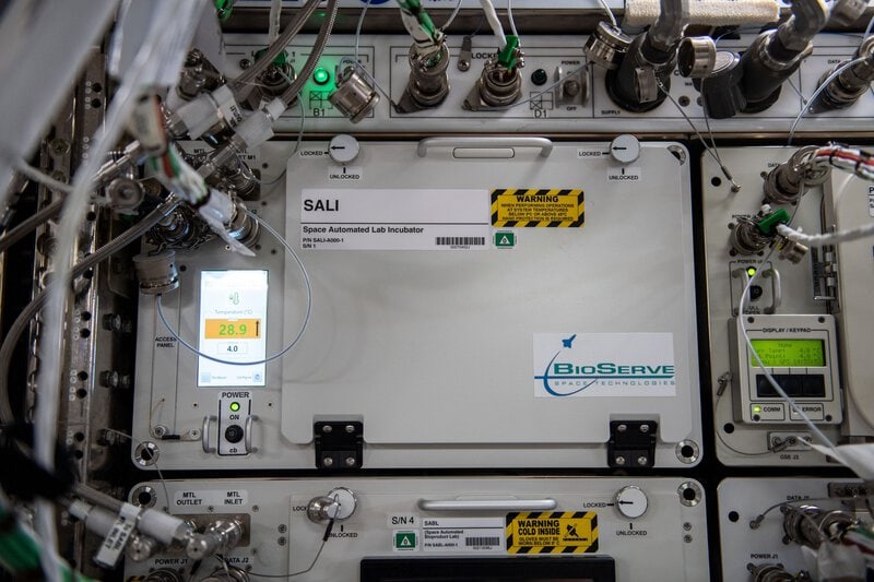 Space-Grown Glioblastoma Organoids Behave Differently — and Why It Matters