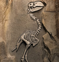 Fruit-Eating Dinosaur Fossil Reveals a Species Built Like a Parrot