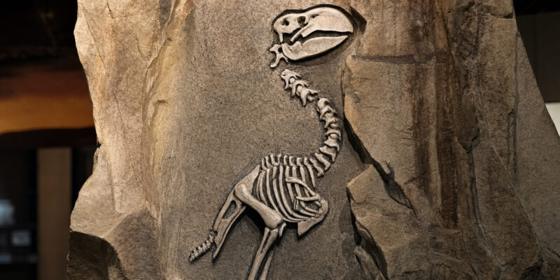 Fruit-Eating Dinosaur Fossil Reveals a Species Built Like a Parrot