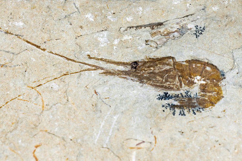 Fossil Scans Push Insect Flight Origins Back 80 Million Years