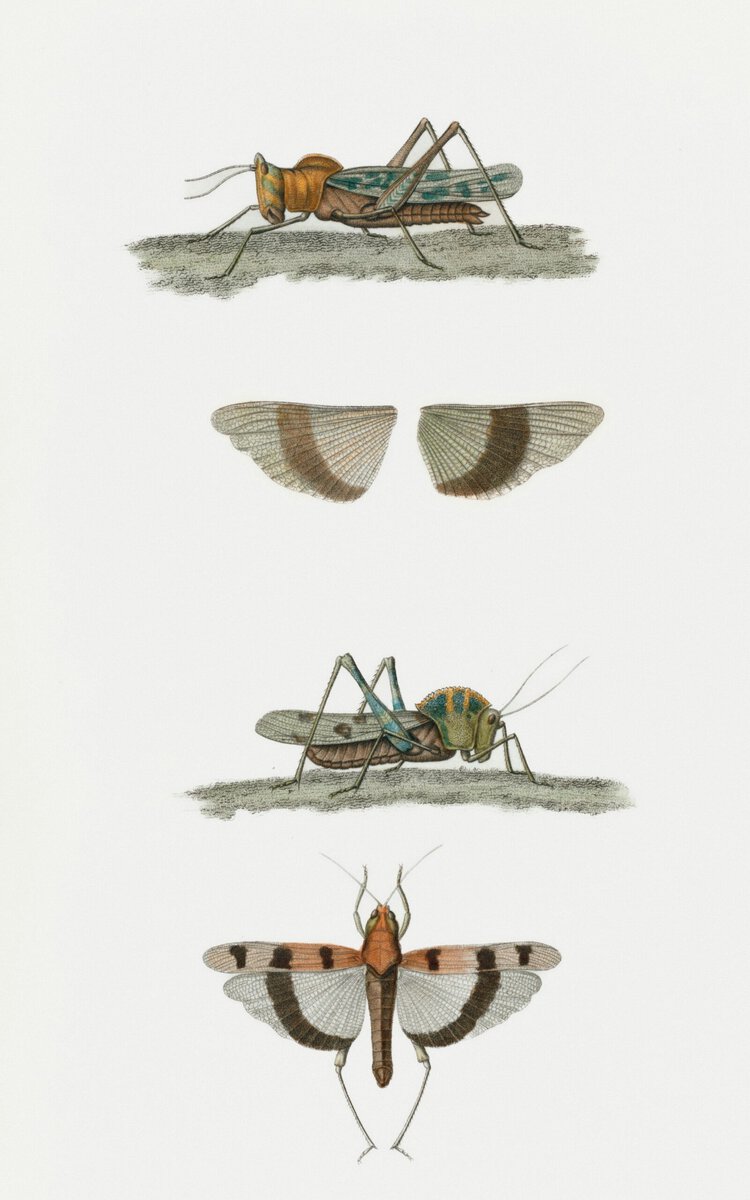 Fossil Scans Push Insect Flight Origins Back 80 Million Years